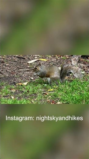 Watch This Adorable Squirrel Feast on Nuts Like There's No Tomorrow!