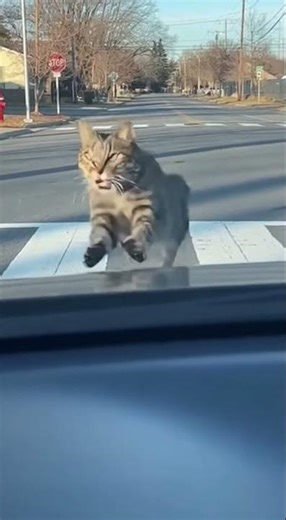 The Moment a Cat Lost Its Bird to a Car Horn