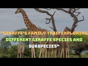 "Giraffe's Family Tree: Exploring Different Giraffe Species and Subspecies"