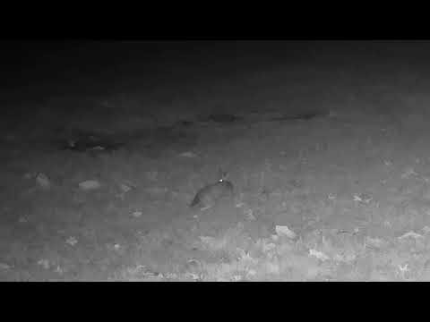 Monthly Rabbits Best Moments November 2025 Trail Cam Compilation – P&J's Farm