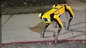 Watch robo dog caught on camera out for a walk