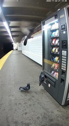 Angry Pigeon Attacks Vending Machine!