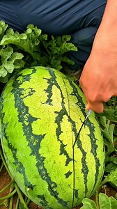 3.3K views · 53 reactions | Asmr is satisfying cutting a very red giant watermelon weighing 30kg!  #watermelon #fruitcutting #satisfying #fyp #reels | Rifki Rinaldi | Facebook
