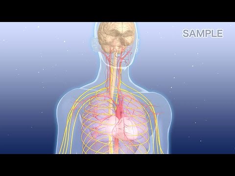 【解剖生理①】神経系の発生