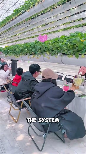 Hangzhou Fruit Fall: Hydroponic Strawberry Farm Where Technology Meets Tourism