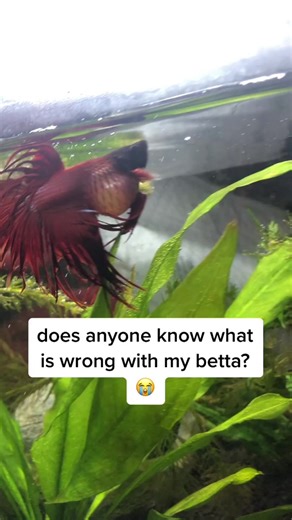 How to Help a Fat Betta Fish - Tips and Tricks