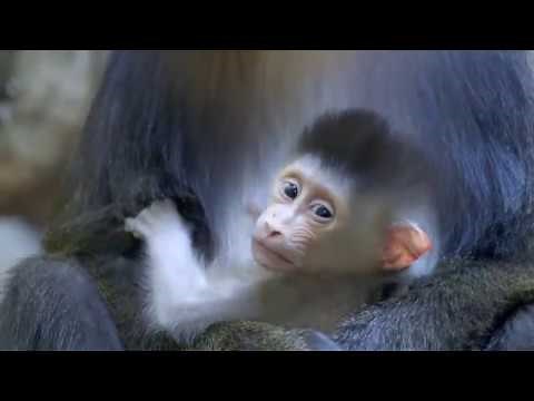 Baby Mandrill Arrives at the San Diego Zoo