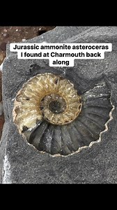 46K views · 1.4K reactions | Found this while tidying up the workshop Like finding it all over again | Charmouth Fossils | Facebook