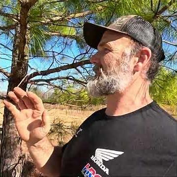 Planting Pines for Lumber | Fast Growing Timber! Shade for Livestock!