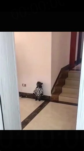 Pablo Bulldog Gets Funny Punishment for Pooping