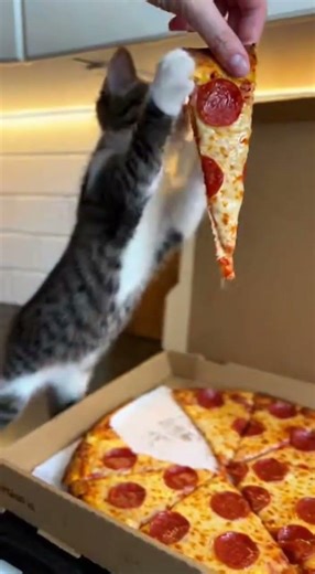 Yeti the monster cat