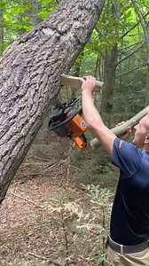 24K views · 99 reactions | Chainsaw stuck!  Sometimes the forest wins the first round #chainsawlife #woodwork #forestwork #treecutting #logginglife #chainsawproblems #outdoorwork #forestry | LumberJack Zu | Facebook