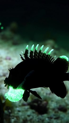 Scaleless Black Dragonfish: Master of the Deep Sea