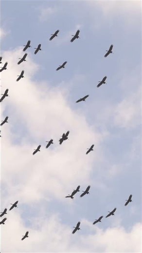 Rufiji River Camp; Nyerere National Park | Foxes Safari Camps