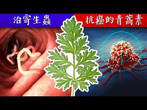 青蒿素vs癌症，你不知道的天然療法