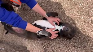 4.9K views · 140 reactions | SPECIAL ADOPTION NEEDED Denver is a...