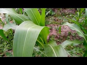 How to Apply Fertilizer/Local Manure to Maize/Corn Farm and results after the Application.