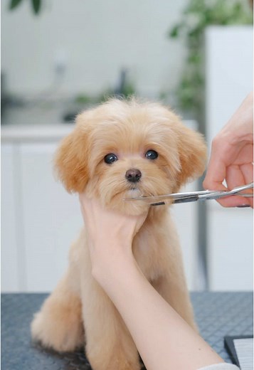 犬のトリミングASMRでかわいいマルプーを満喫