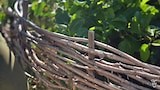 DIY Woven Fences - Gardening Australia