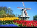 Herman Emmink - Tulpen uit Amsterdam (origineel)
