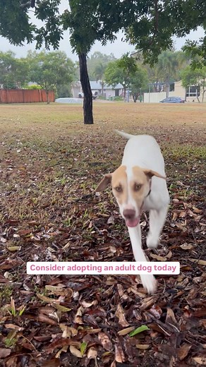 Oddish has been in our care for the longest, reaching almost 365 days as an Angel Paws rescue 🥹 Betty started at Angel Paws as a puppy and has grown into a lovely, energetic young dog 💜 Mabel came to us in a terrible state and now this gorgeous girl is flourishing 💛 All of them are still longing for their forever homes. Do you have space in your home and heart?! Reach out to us 🐾 through social media, our website or give us a call ! We’re always happy to help. #petadoption #petrescue #angelp