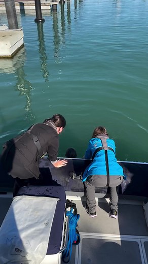 Powerboat Training (@powerboat.training)’s videos with original sound - Powerboat Training