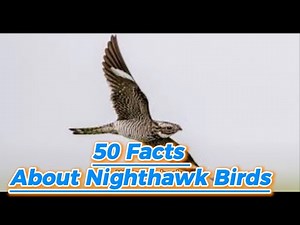 50 facts about nighthawk birds 🦅.