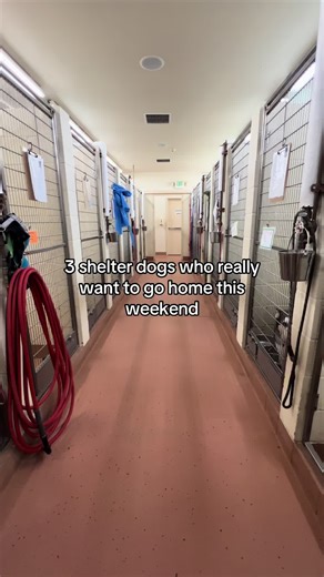 Meet 3 Shelter Dogs Awaiting Their Forever Homes