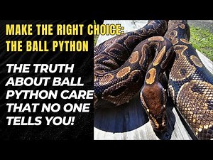 The TRUTH About Ball Python Care That No One Tells You!