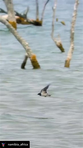 27K views · 295 reactions | _africa The African tigerfish is a...