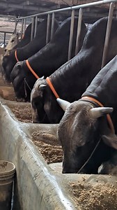 77K views · 1.7K reactions | Massive neck, huge hump grey Brahman cross bulls eating grain in freezing cold  #GiantBull #ColdWeatherCare #FarmReels #BullLife #USAAgro | Biggest Cow in Bangladesh | Facebook