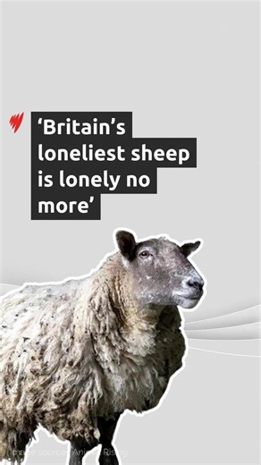 11K views · 223 reactions | In case ewe missed it, a sheep stranded for more than two years on a remote shingle beach in the Scottish Highlands has been finally been rescued. For the latest news, visit: https://trib.al/4BRif4S | SBS News | Facebook