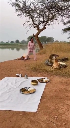 This Dog Saved Its Owner from a Giant Python A Heroic Battle Unfolds #dogrescue #pythonattack #hero