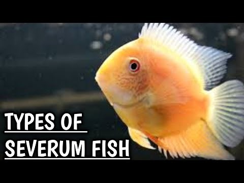Types of Severum fish | Severum types | Severum Cichlid Types .