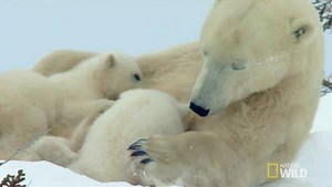 329K views · 7.5K shares | Throwback Thursday: Three polar cubs explore their frozen world after waking up from hibernation! | National Geographic Animals | Facebook