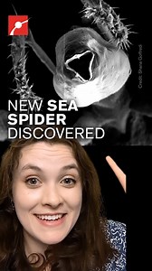 413K views · 5.1K reactions | Did you know there are sea spiders that eat methane? ️ Off the California coast, scientists discovered sea spiders that survive thanks to bacteria on their bodies that turns methane into food. This strange symbiosis is reshaping our understanding of marine ecosystems and carbon cycles in the deep sea. #Science #Spiders #CoolFacts #MarineBio | Museum of Science, Boston | Facebook