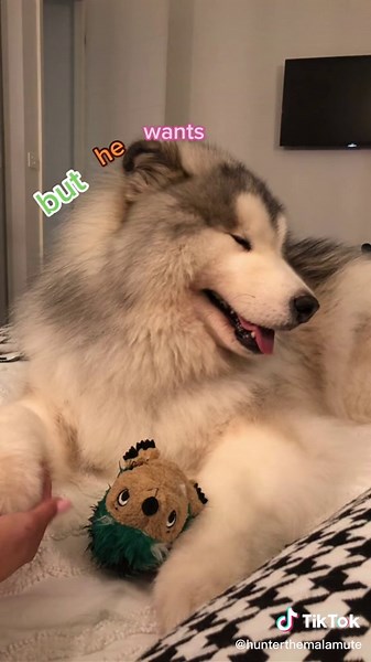 🥰 #huskymalamute #alaskanmalamute #husky #malamute