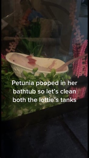 How to Clean Axolotl Tanks Safely and Easily