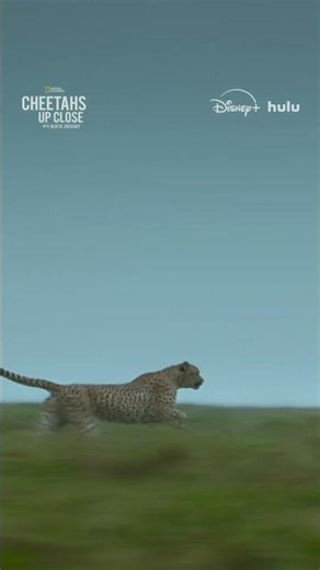 Cheetahs know how to use the chaos of a storm to their advantage. #CheetahsUpClose