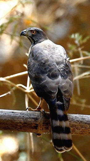 1.2K views · 17 reactions | Goshawk: The Apex Predator of the Skies |...