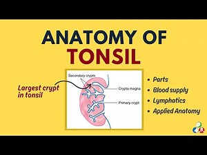 Anatomy of Tonsil | Parts, Blood supply, Lymphatic Drainage, Nerve supply, Applied anatomy