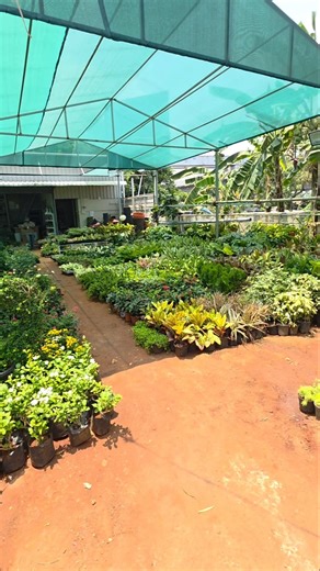 Welcome to Indra Gardens Plants and Pots Shop, Radial Road, Chennai.