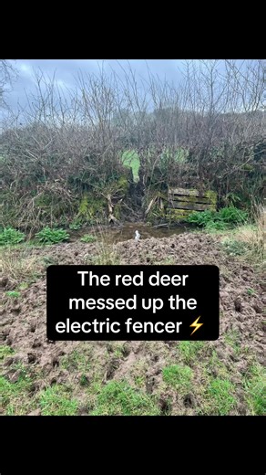 Repairing Electric Fencer After Red Deer Damage