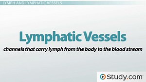 Lymphatic System | Parts, Purpose & Main Functions