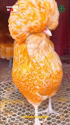 Have you ever Seen this Beautiful Chicken Breed..? 🤩