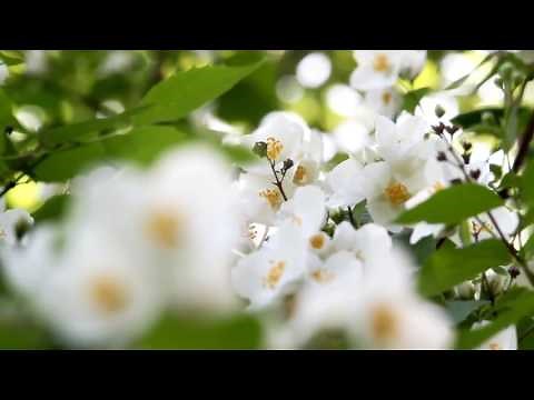 [10 Hours] Spring Flowers #1 - Video & Soundscape [1080HD] SlowTV