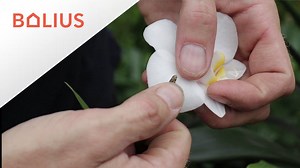 Når dine orkidéer er begyndt at visne, skal du klippe dem ned, så væksten aktiveres igen. På den måde kan du få nye flotte blomster :-) | Bolius - en del af Realdania