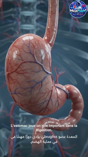 L’estomac : découvre comment il digère les aliment#santé #infirmier #nursing#science #medicalstudent