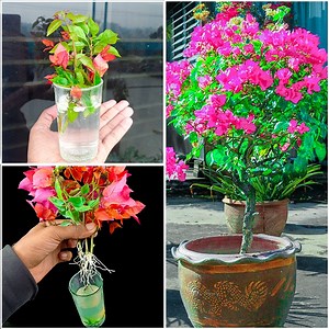 532K views · 4.9K reactions | Simple & Best idea for grow bougainvillea plant at home from cuttings || Easiest method for gardening | Ashik Muztaba | Facebook