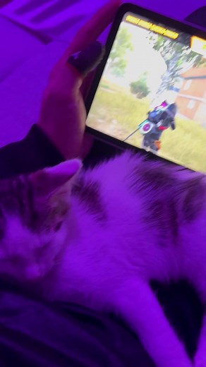 Cati ❤️👑 #pubgmobile #pubgm #pubglover #pubggamer #中國 #貓 #pubgmobil #tiktokviral #foryou #cat